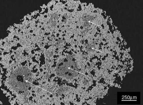 sem image of nodule